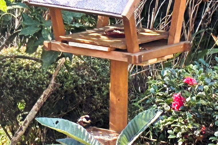 取っては枝へ。食べてはエサ台へ。何度も何度もついばみに来ます。